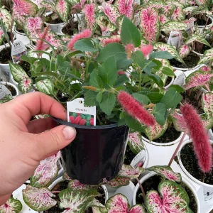 Chenille Plant Live Acalypha pendula - 4.5