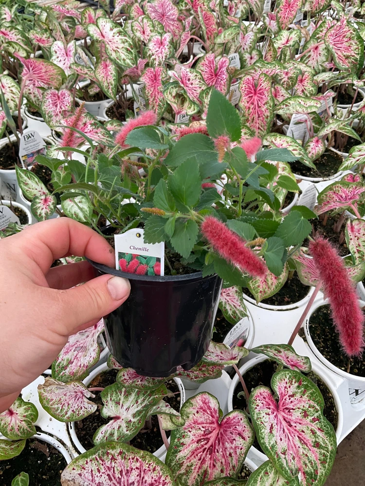 Chenille Plant Live Acalypha pendula - 4.5" Pot - Indoor/Outdoor Accent - Image 2