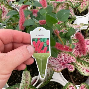 Chenille Plant Live Acalypha pendula - 4.5
