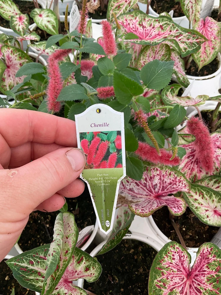 Chenille Plant Live Acalypha pendula - 4.5" Pot - Indoor/Outdoor Accent - Image 3