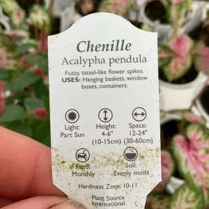 Chenille Plant Live Acalypha pendula - 4.5