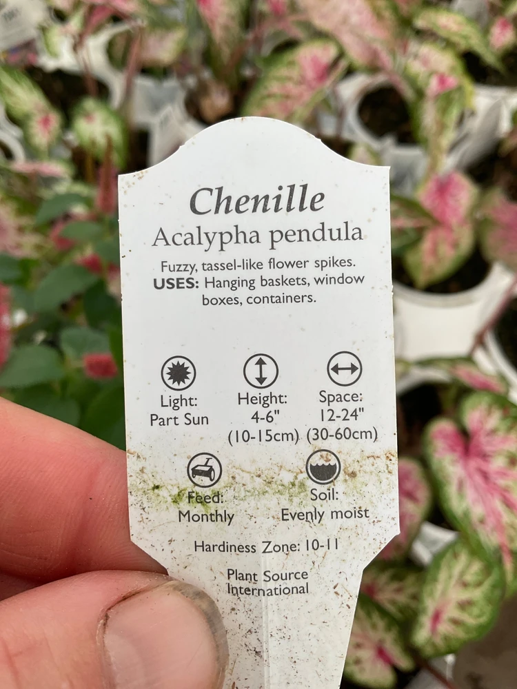 Chenille Plant Live Acalypha pendula - 4.5" Pot - Indoor/Outdoor Accent - Image 4