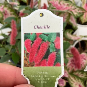 Chenille Plant Live Acalypha pendula - 4.5