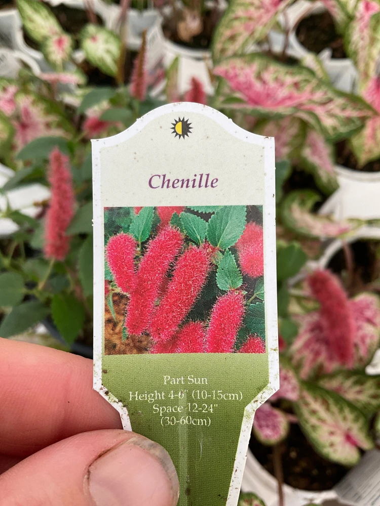 Chenille Plant Live Acalypha pendula - 4.5" Pot - Indoor/Outdoor Accent - Image 5