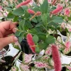 Chenille Plant Live Acalypha pendula - 4.5" Pot - Indoor/Outdoor Accent - Image 1