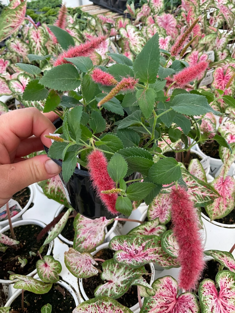 Chenille Plant Live Acalypha pendula - 4.5" Pot - Indoor/Outdoor Accent - Image 1