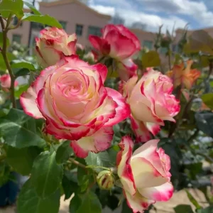 Cherry Parfait Rose Live Plant - Bi-Color Shrub Rose - Outdoor Garden - Image 2