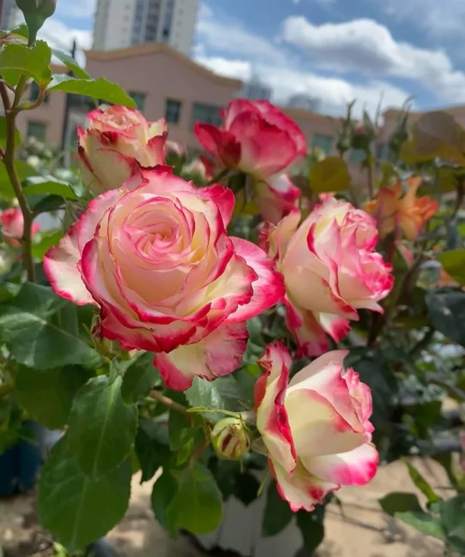 Cherry Parfait Rose Live Plant - Bi-Color Shrub Rose - Outdoor Garden - Image 2