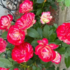 Cherry Parfait Rose Live Plant - Bi-Color Shrub Rose - Outdoor Garden - Image 3