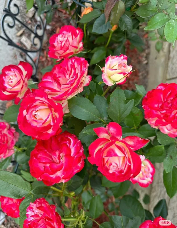 Cherry Parfait Rose Live Plant - Bi-Color Shrub Rose - Outdoor Garden - Image 3