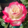 Cherry Parfait Rose Live Plant - Bi-Color Shrub Rose - Outdoor Garden - Image 1