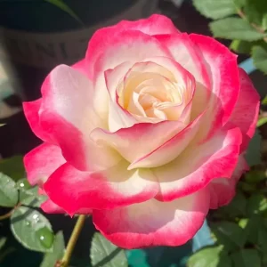 Cherry Parfait Rose Live Plant - Bi-Color Shrub Rose - Outdoor Garden - Image 1