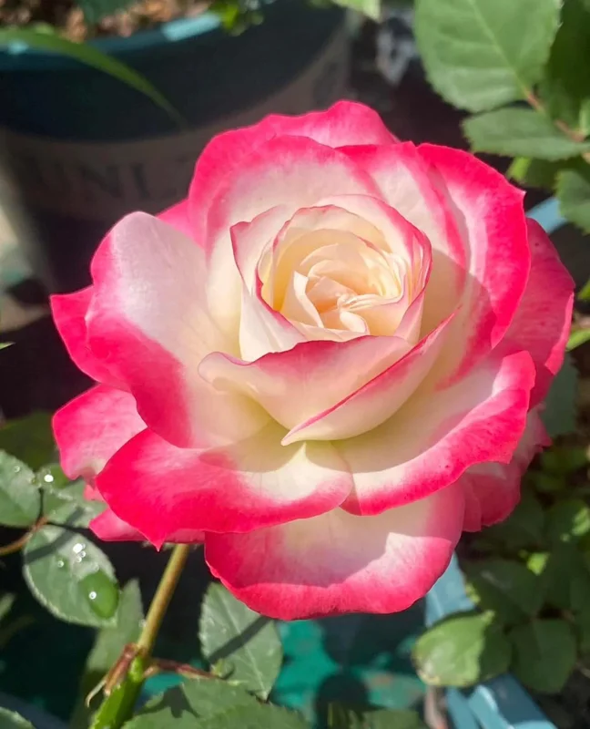 Cherry Parfait Rose Live Plant - Bi-Color Shrub Rose - Outdoor Garden - Image 1