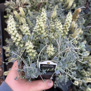 Chinese Dunce Cap Succulent Live Plant - Orostachys iwarenge - 4.5 inch Pot - Image 2