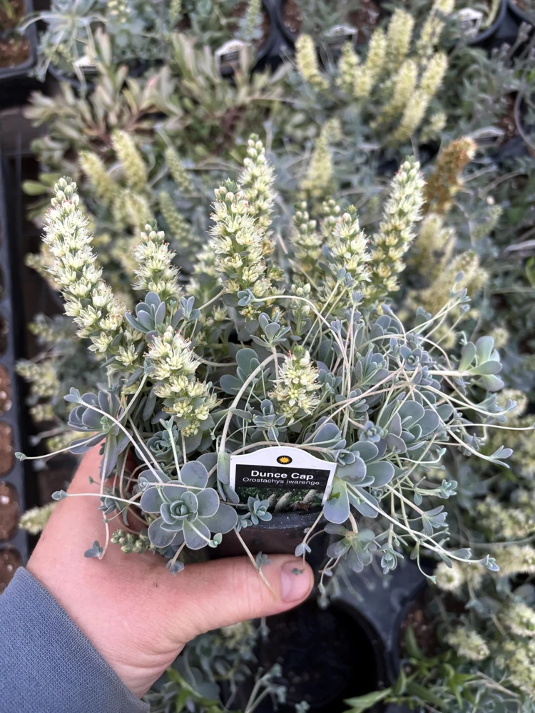 Chinese Dunce Cap Succulent Live Plant - Orostachys iwarenge - 4.5 inch Pot - Image 2
