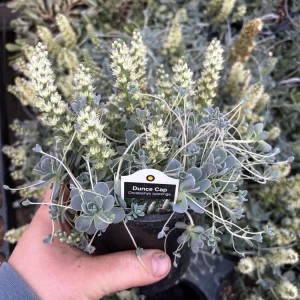 Chinese Dunce Cap Succulent Live Plant - Orostachys iwarenge - 4.5 inch Pot - Image 3