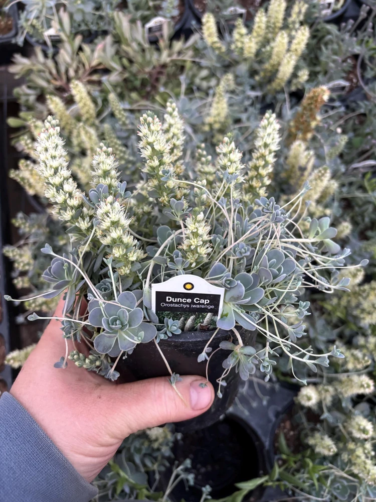 Chinese Dunce Cap Succulent Live Plant - Orostachys iwarenge - 4.5 inch Pot - Image 3