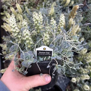 Chinese Dunce Cap Succulent Live Plant - Orostachys iwarenge - 4.5 inch Pot - Image 4