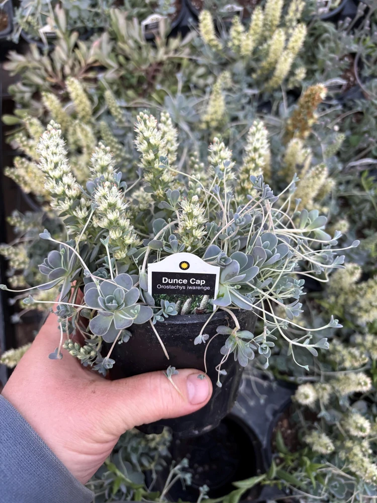 Chinese Dunce Cap Succulent Live Plant - Orostachys iwarenge - 4.5 inch Pot - Image 4
