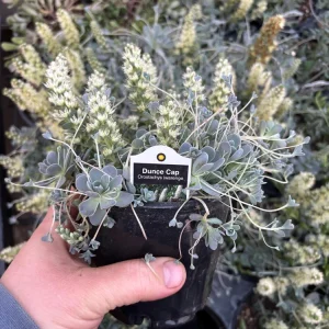Chinese Dunce Cap Succulent Live Plant - Orostachys iwarenge - 4.5 inch Pot - Image 5