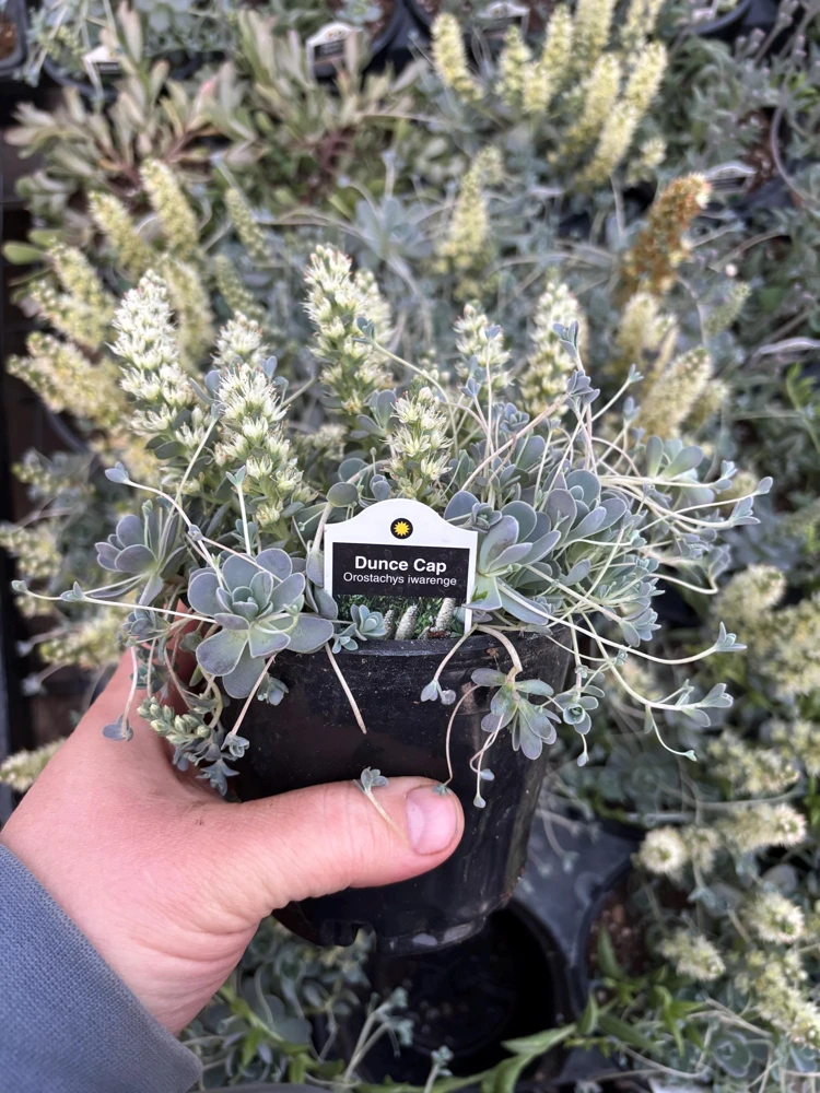 Chinese Dunce Cap Succulent Live Plant - Orostachys iwarenge - 4.5 inch Pot - Image 5
