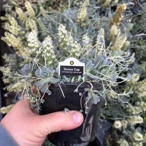 Chinese Dunce Cap Succulent Live Plant - Orostachys iwarenge - 4.5 inch Pot - Image 6