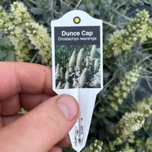 Chinese Dunce Cap Succulent Live Plant - Orostachys iwarenge - 4.5 inch Pot - Image 7
