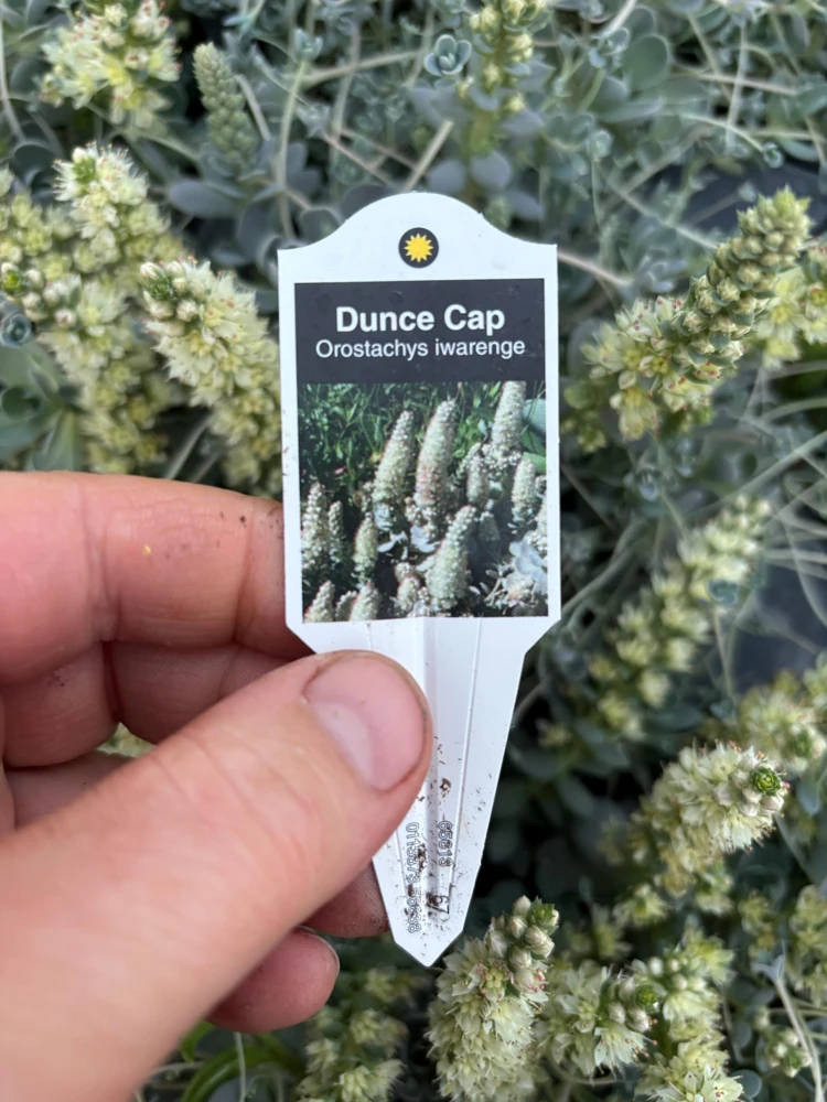 Chinese Dunce Cap Succulent Live Plant - Orostachys iwarenge - 4.5 inch Pot - Image 7
