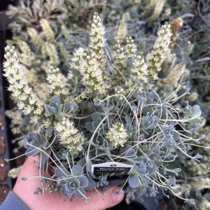 Chinese Dunce Cap Succulent Live Plant - Orostachys iwarenge - 4.5 inch Pot - Image 1