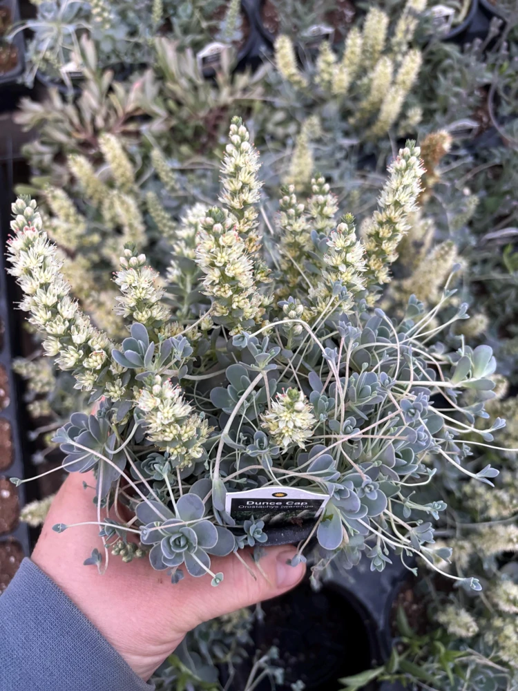 Chinese Dunce Cap Succulent Live Plant - Orostachys iwarenge - 4.5 inch Pot - Image 1