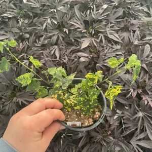 Chinese Lantern Flowering Maple Live Plant - Abutilon - 4.5 inch Pot - Image 2