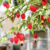 Chinese Lantern Flowering Maple Live Plant - Abutilon - 4.5 inch Pot - Image 1