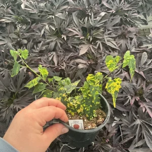 Chinese Lantern Flowering Maple Live Plant - Abutilon - 4.5 inch Pot - Image 3
