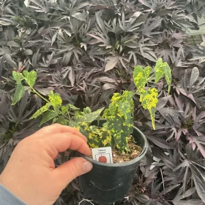 Chinese Lantern Flowering Maple Live Plant - Abutilon - 4.5 inch Pot - Image 4