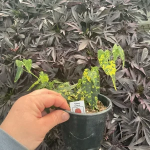 Chinese Lantern Flowering Maple Live Plant - Abutilon - 4.5 inch Pot - Image 5