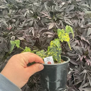 Chinese Lantern Flowering Maple Live Plant - Abutilon - 4.5 inch Pot - Image 6