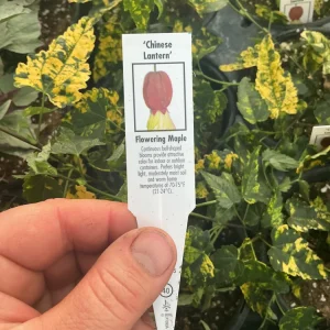 Chinese Lantern Flowering Maple Live Plant - Abutilon - 4.5 inch Pot - Image 8