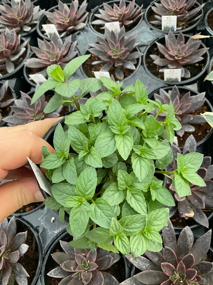 Chocolate Mint Live Herb Plant – 4.5" Pot – Fragrant & Culinary - Image 2