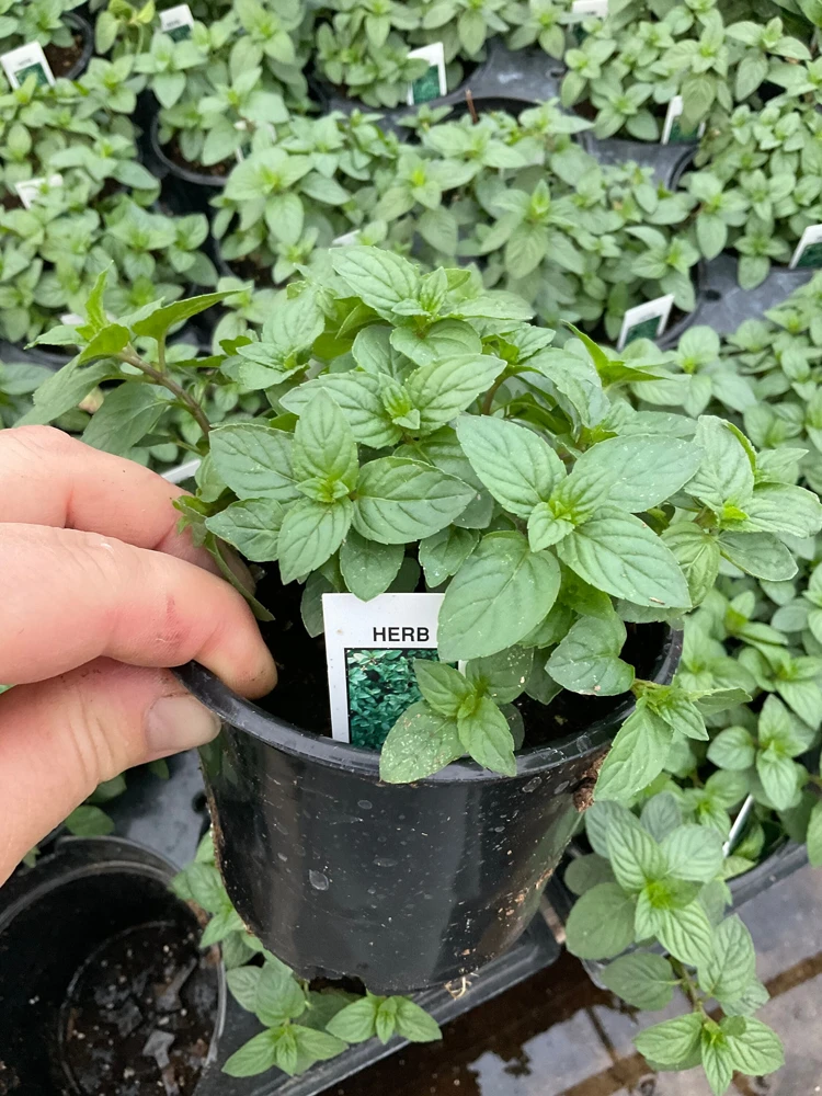 Chocolate Mint Live Herb Plant – 4.5" Pot – Fragrant & Culinary - Image 3