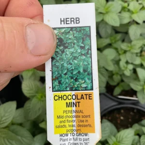 Chocolate Mint Live Herb Plant – 4.5