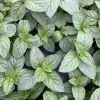 Chocolate Mint Live Herb Plant – 4.5" Pot – Fragrant & Culinary - Image 1