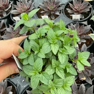 Chocolate Mint Live Plant – Aromatic Herb – 4.5