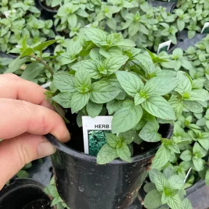 Chocolate Mint Live Plant – Aromatic Herb – 4.5