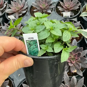 Chocolate Mint Live Plant – Aromatic Herb – 4.5