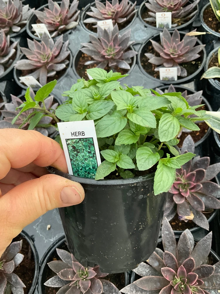 Chocolate Mint Live Plant – Aromatic Herb – 4.5" Pot – Indoor/Outdoor - Image 4