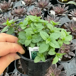 Chocolate Mint Live Plant – Aromatic Herb – 4.5