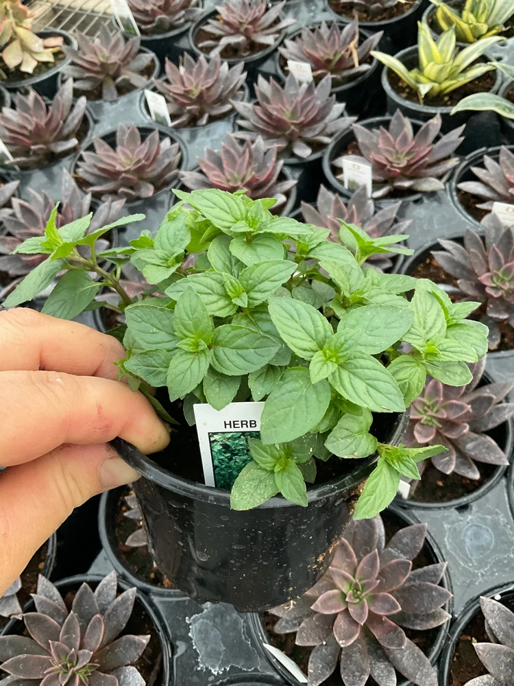 Chocolate Mint Live Plant – Aromatic Herb – 4.5" Pot – Indoor/Outdoor - Image 5