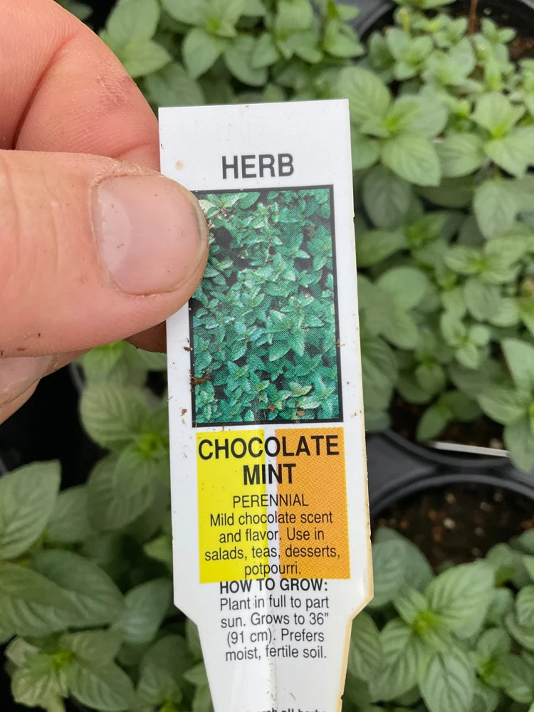 Chocolate Mint Live Plant – Aromatic Herb – 4.5" Pot – Indoor/Outdoor - Image 6