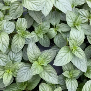 Chocolate Mint Live Plant – Aromatic Herb – 4.5