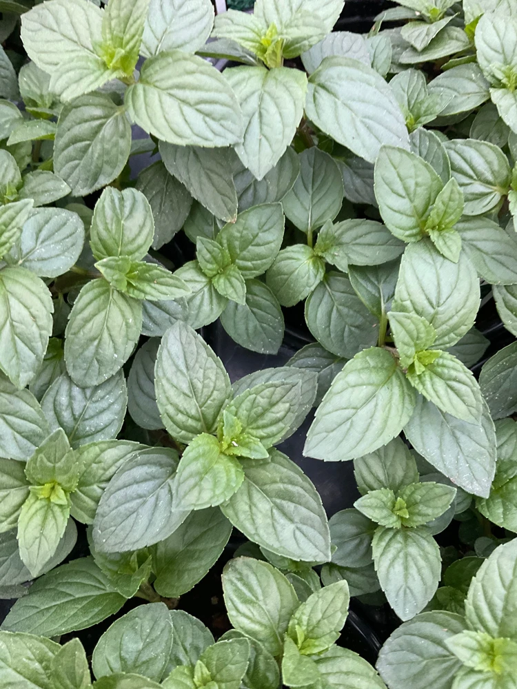 Chocolate Mint Live Plant – Aromatic Herb – 4.5" Pot – Indoor/Outdoor - Image 1